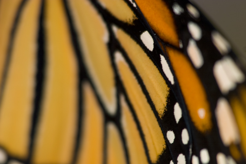 Monarch Butterfly (Captive) Wing Detail